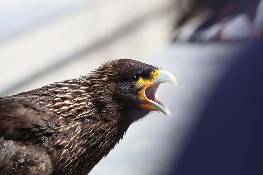 Eagle, Squawk, Screech, Angry, Bird, nature, wildlife, beak