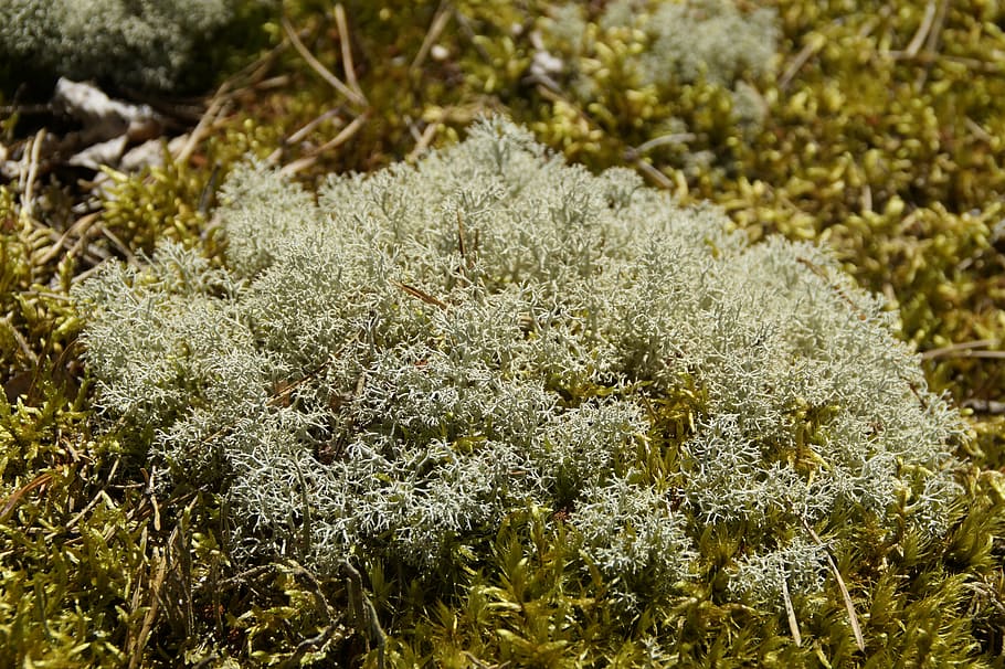 HD wallpaper: lichen, moss, fouling, plant, nature, green, vegetation ...