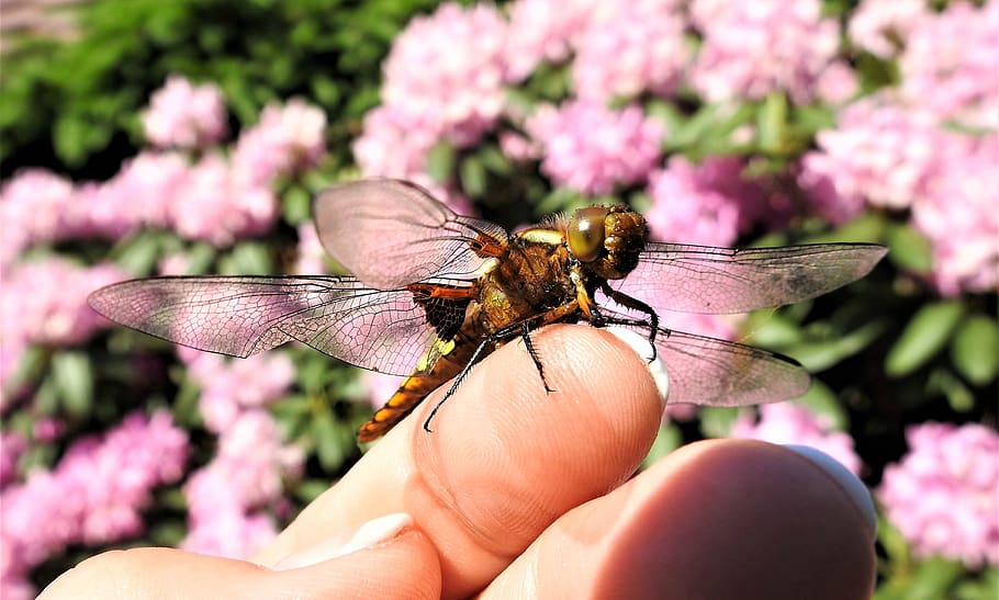 dragonfly, index finger, insect, human body part, invertebrate HD wallpaper
