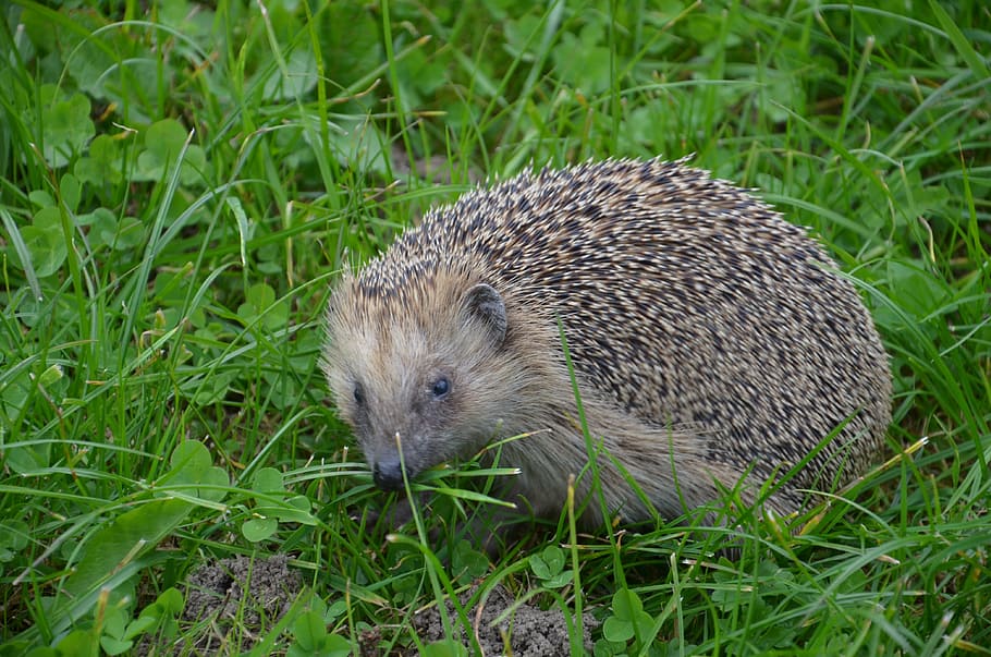 hedgehog, autumn, hannah, one animal, animal wildlife, grass HD wallpaper