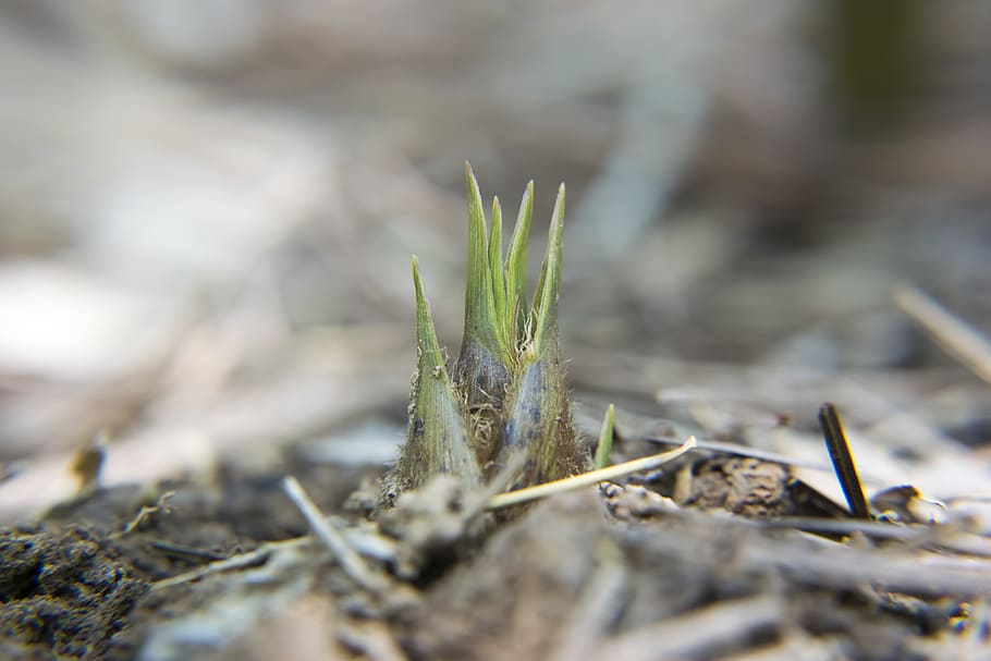 bamboo shoots, close-up, macro, soil, plant, selective focus HD wallpaper