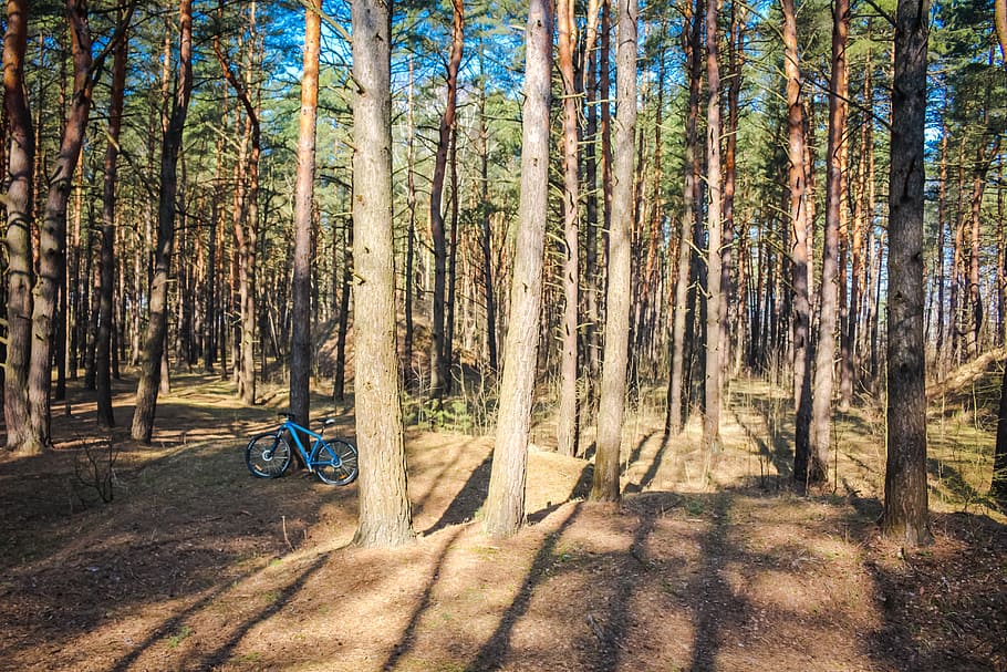 pine, forest, coniferous, summer, bright, nature, trees, russia HD wallpaper