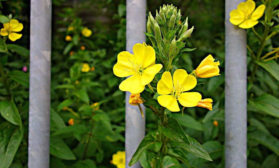 flower, plant, yellow flower, bars, flower behind bars, flowering plant, HD wallpaper