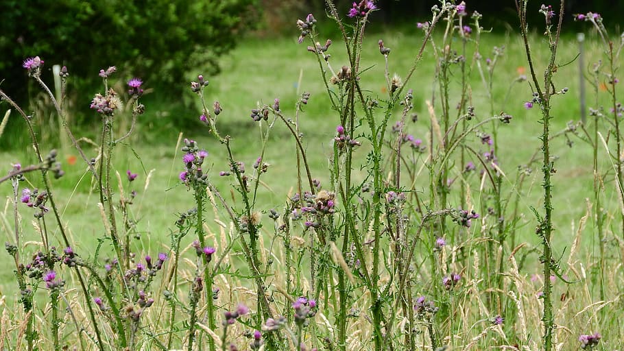 cirsium, thistle, meadow, plant, growth, beauty in nature, flowering plant HD wallpaper