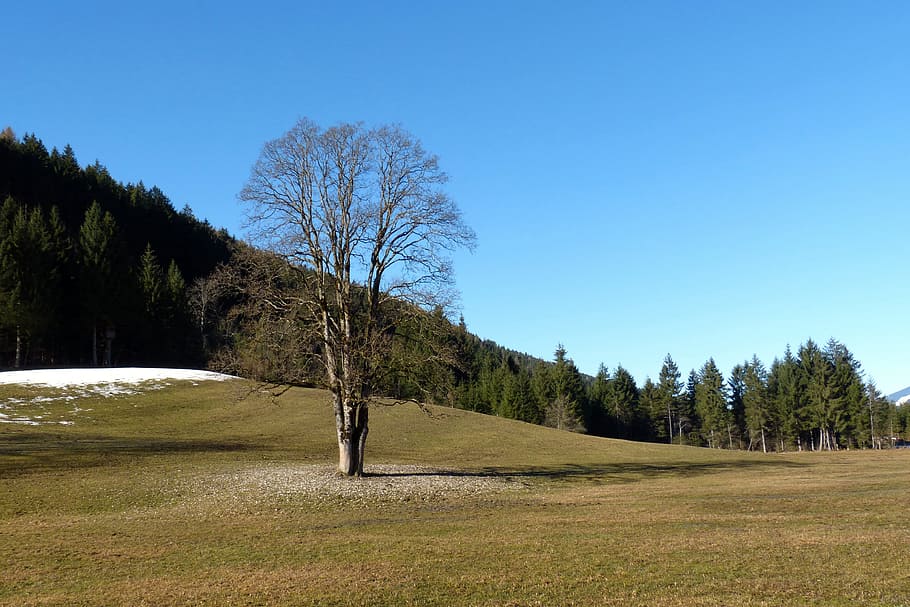 landscape, maple, tree, schneerest, spring, plant, sky, tranquil scene HD wallpaper