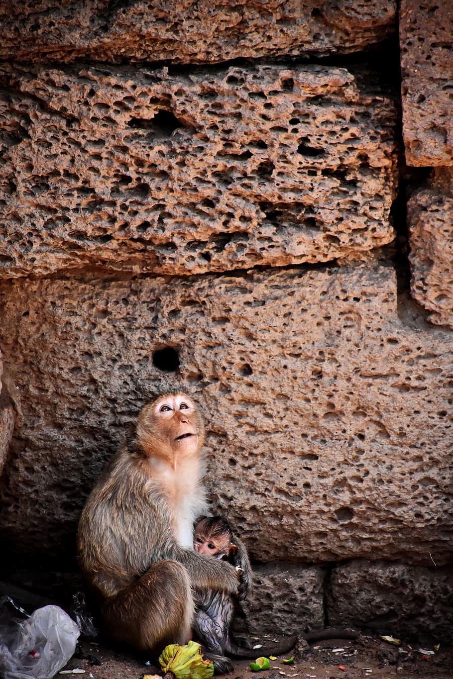 monkey, animals, sadly, relax, nature, fast, mammal, persistent, HD wallpaper