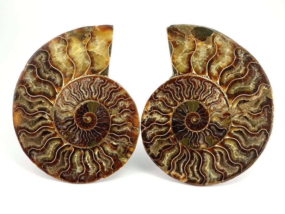 brown seashells, amonit, fossil, spiral, white background, studio shot HD wallpaper
