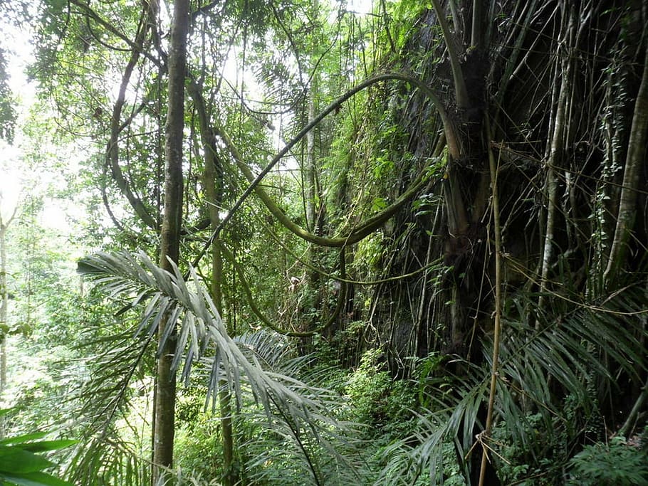 tree, forest, lianas, nature, plant, outdoors, green Color HD wallpaper