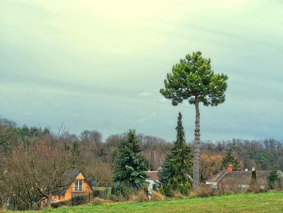 Pine, Village, Idyll, tree, outdoors, field, no people, growth HD wallpaper