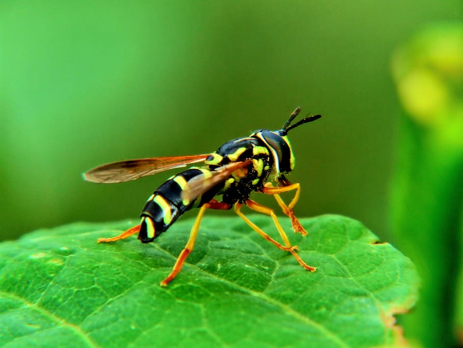 Macro, Insect, Mucha, Nature, Grass, green, vegetation, close-up HD wallpaper