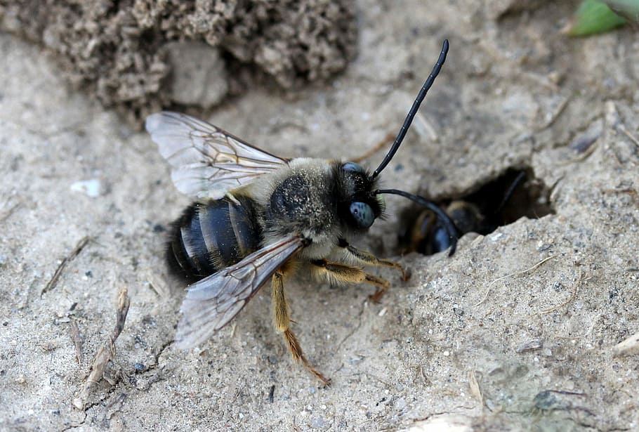 bee, wild, anthill, den, ground, animal themes, animal wildlife HD wallpaper