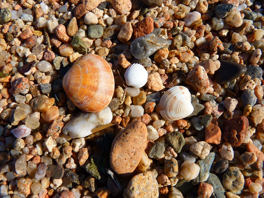 shell, seashell, beach, pebbles, stone - object, land, animal wildlife HD wallpaper