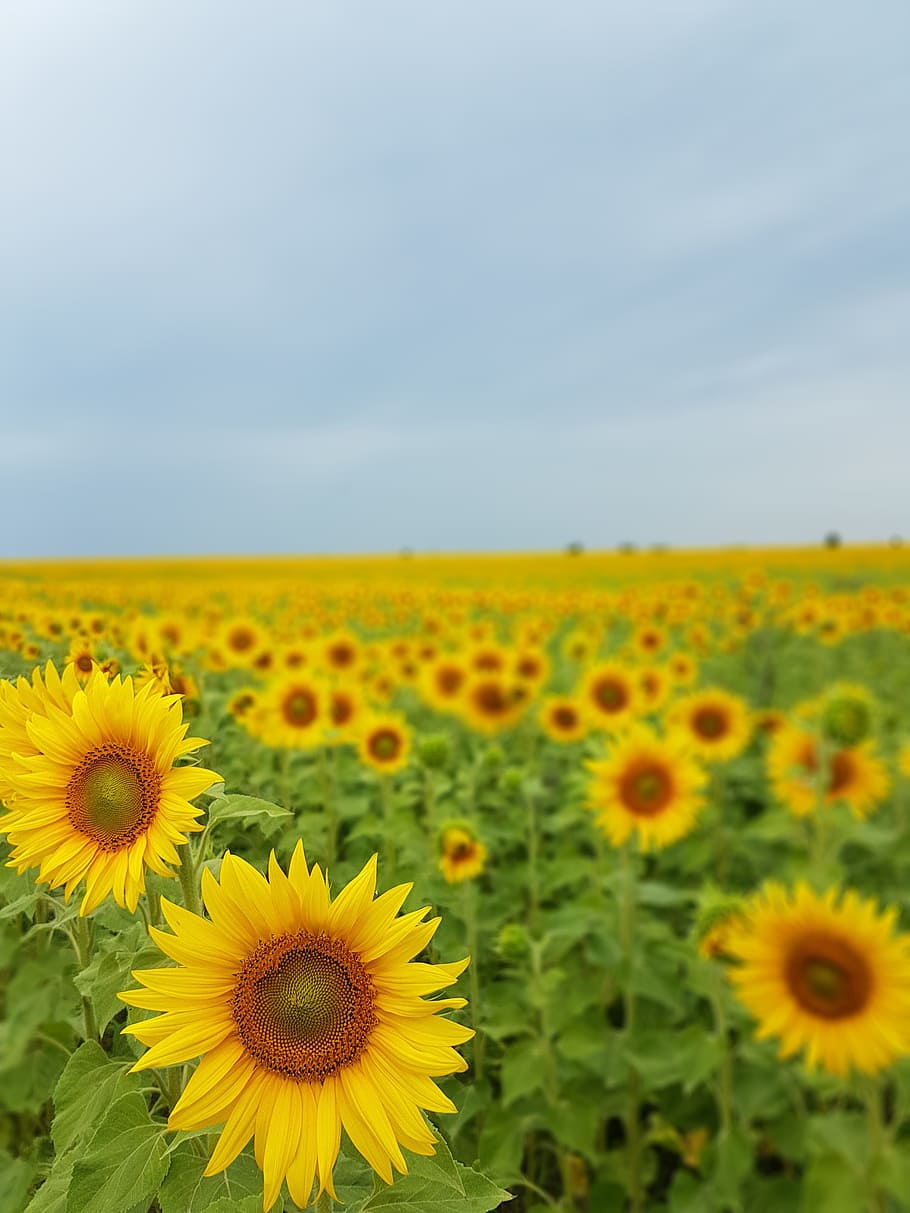 sunflowers, nature, summer, yellow, flowering plant, beauty in nature HD wallpaper