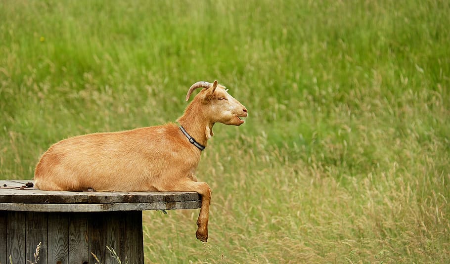 brown goat resting on brown wooden spool, animal, creature HD wallpaper