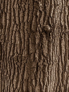 wood, texture, forest, nature, asset, textured, backgrounds HD wallpaper
