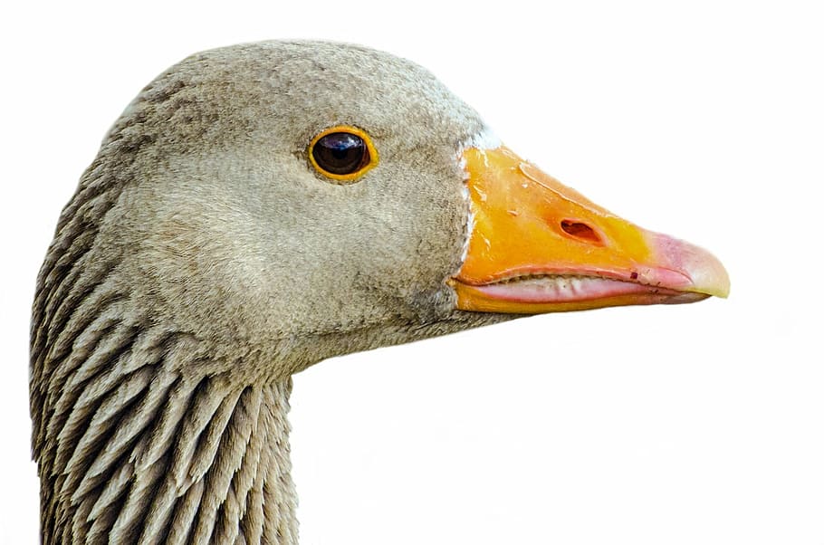 greylag, isolated, pets, neck, agriculture, white, birds, foot HD wallpaper