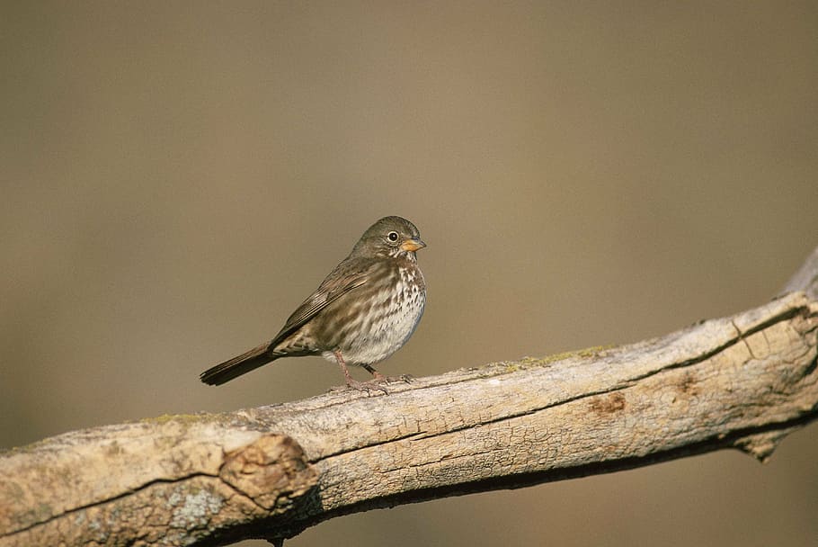 branch, tree, dead, standing, fox, bird, sparrow, birds, animals HD wallpaper