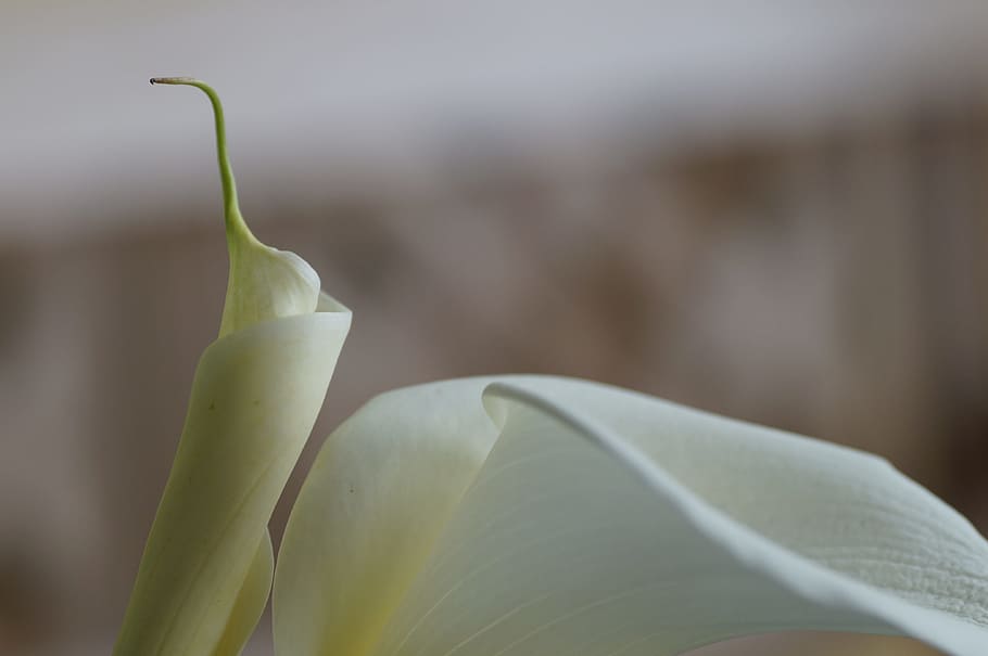 calla, lily, white, close-up, freshness, leaf, plant part, flower HD wallpaper