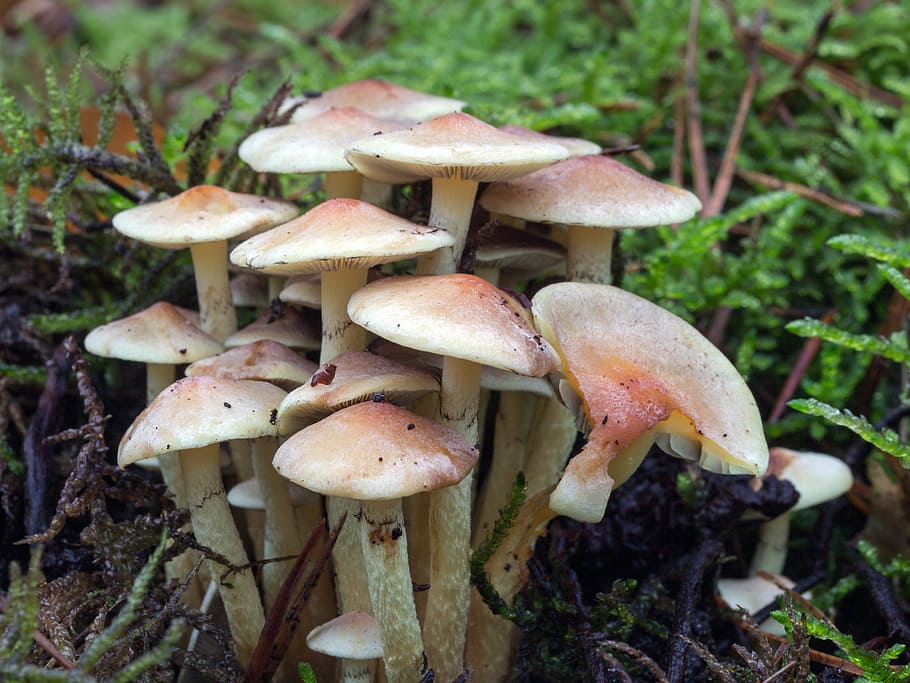 mushrooms, forest, forest mushrooms, tonblasser schüppling, HD wallpaper