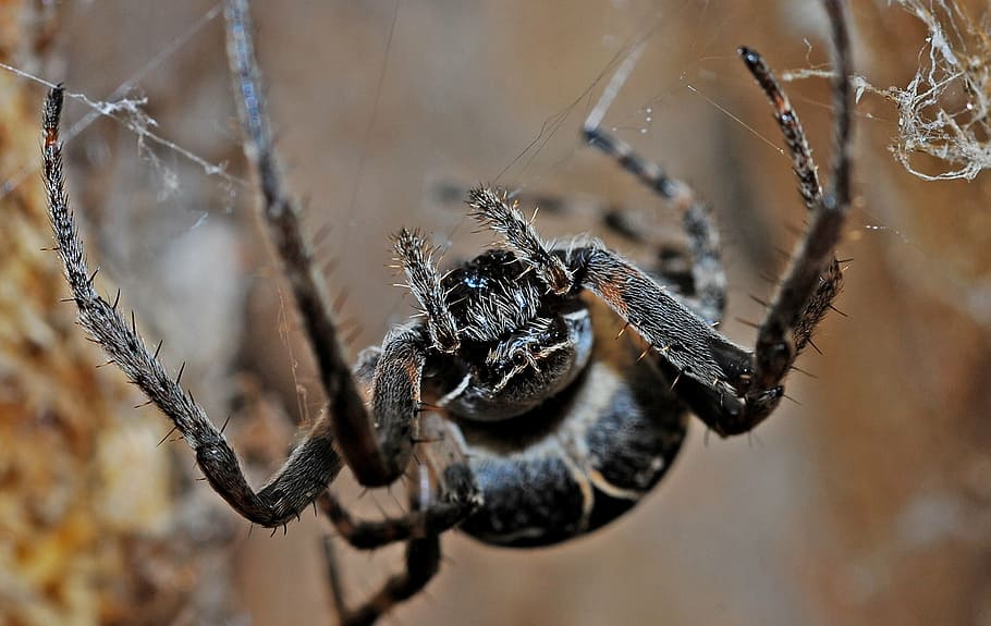 macro photography of black spider, arachnid, insect, nature HD wallpaper