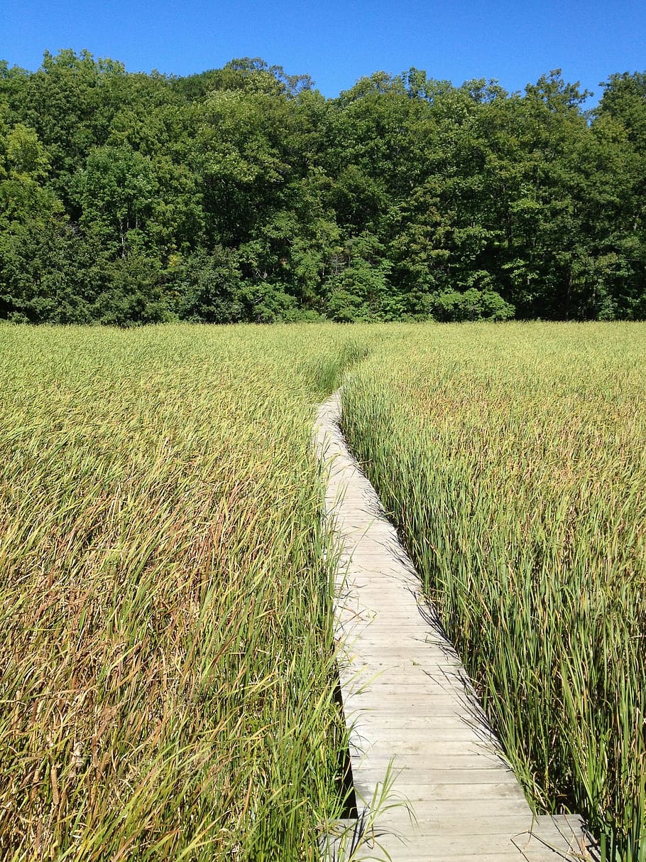 marsh, boardwalk, path, summer, wetland, agriculture, nature HD wallpaper