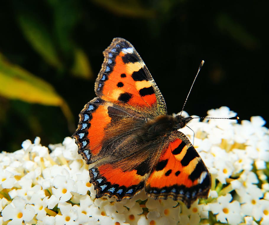 fritillary butterfly, little fox, color, butterflies, edelfalter, HD wallpaper