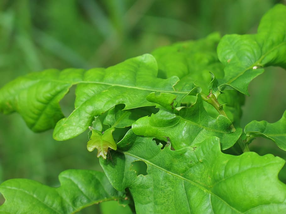 foliage, green, nature, tree, leaf, green color, plant part HD wallpaper