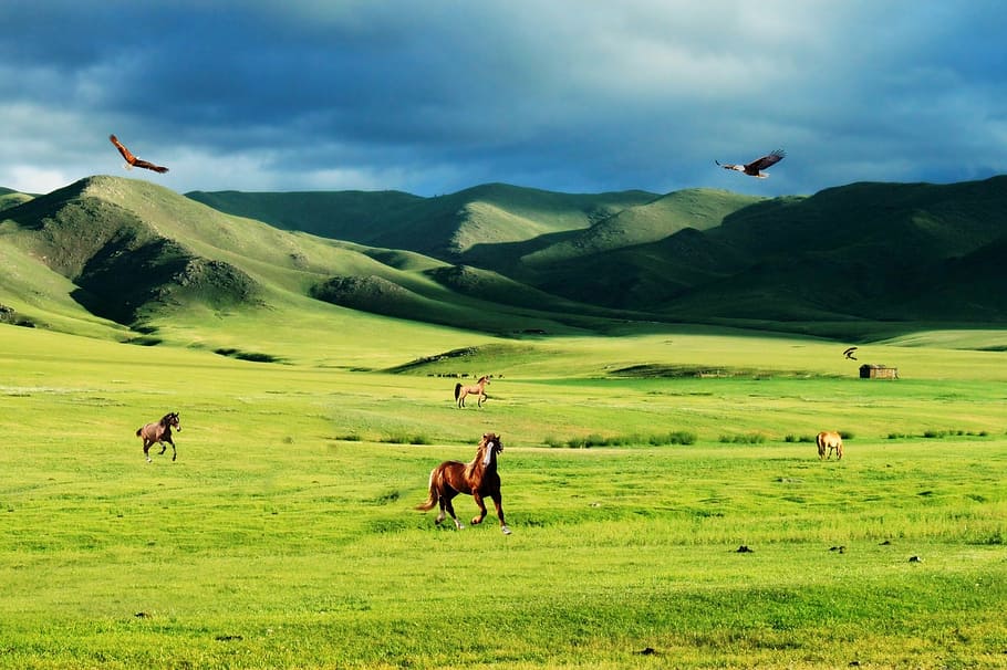 brown horses during daytime, prairie, steppes, mountains, vegetation HD wallpaper