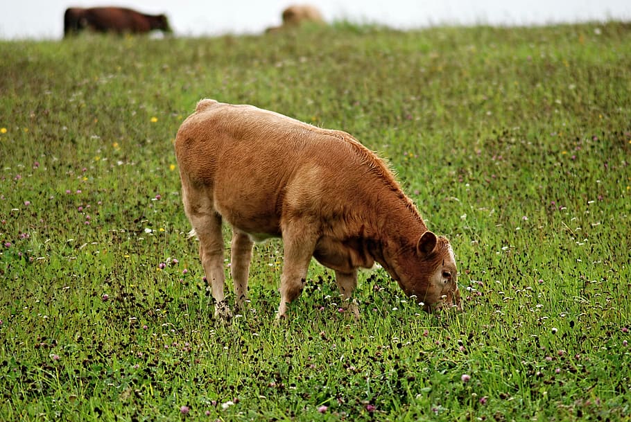 calf, feast, pasture, grass, brown, cow, cub, animal, animal themes HD wallpaper