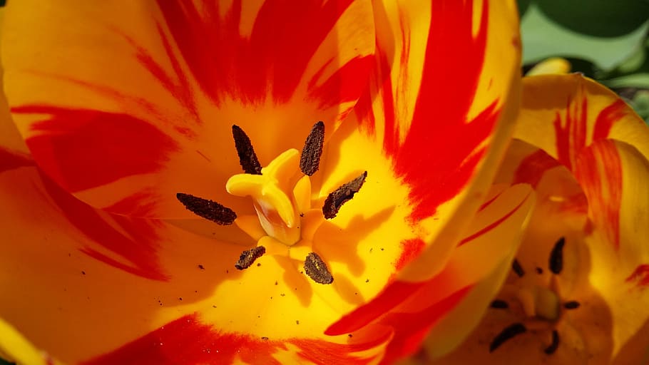 tulip, orange, red, yellow, spring, flower, nature, floral HD wallpaper