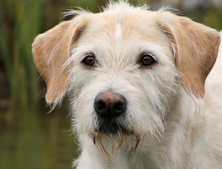 are irish wolfhounds friendly