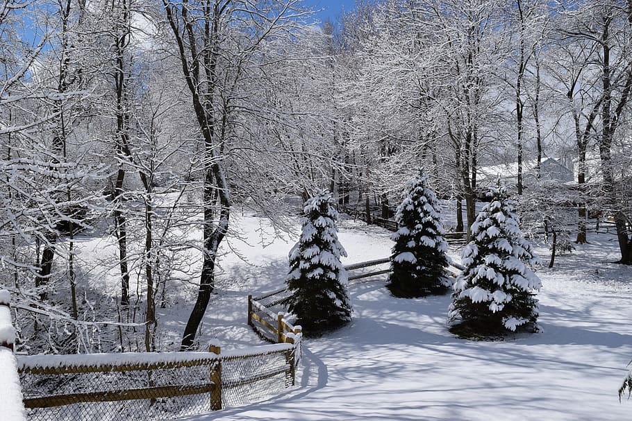 Snow, Winter, Pine Trees, Cold, Snowfall, weather, white, nature HD wallpaper