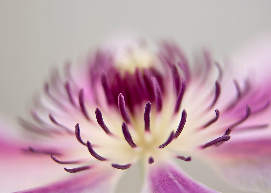 clematis, blossom, bloom, close, pink, white, stamens, flower HD wallpaper