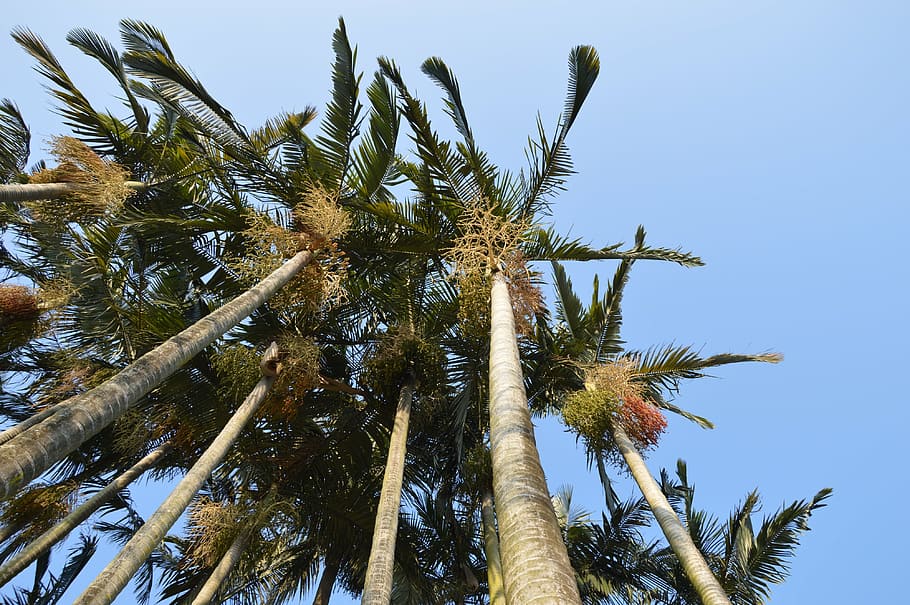 palm, tree, tall, leaves, sky, tropical, plant, low angle view HD wallpaper