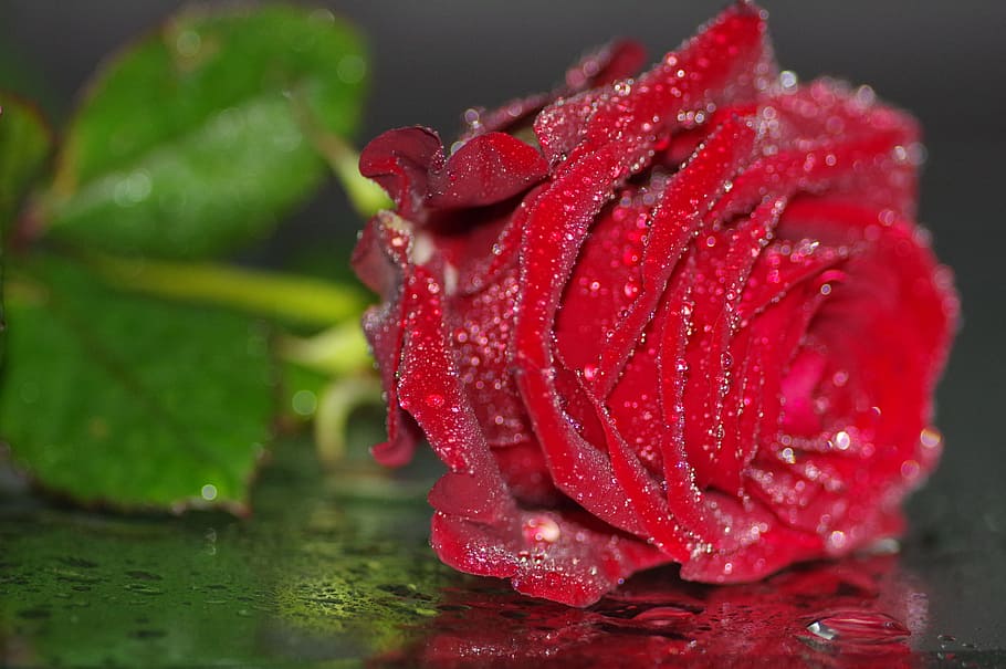 Online crop | HD wallpaper: single red rose with droplets of water ...