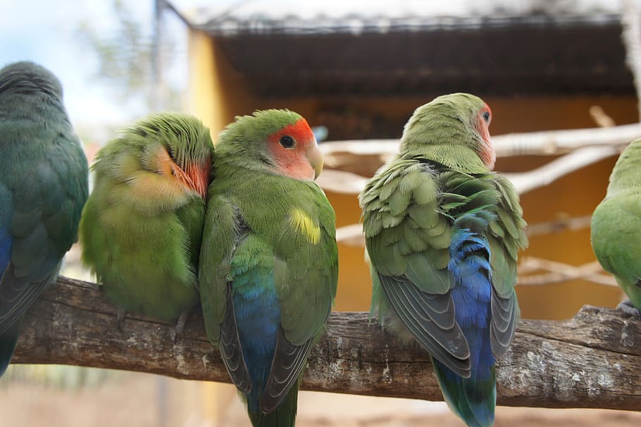 parrots, bird, nature, group of animals, vertebrate, animal themes HD wallpaper