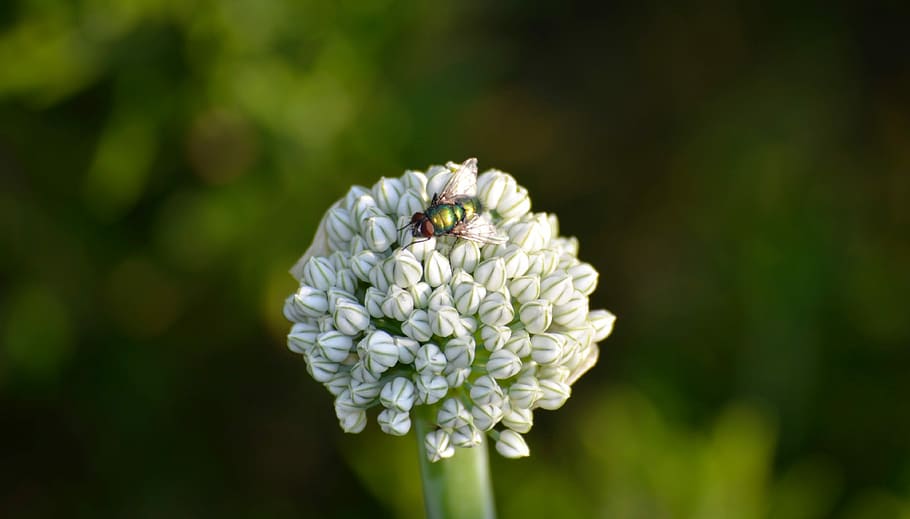 fly, insect, close, onion blossom, bud, garden, spring, bloom HD wallpaper