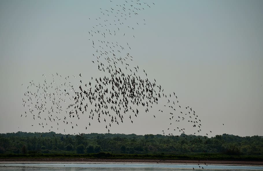 birds, nature, migration, vertebrate, animals in the wild, large group of animals HD wallpaper