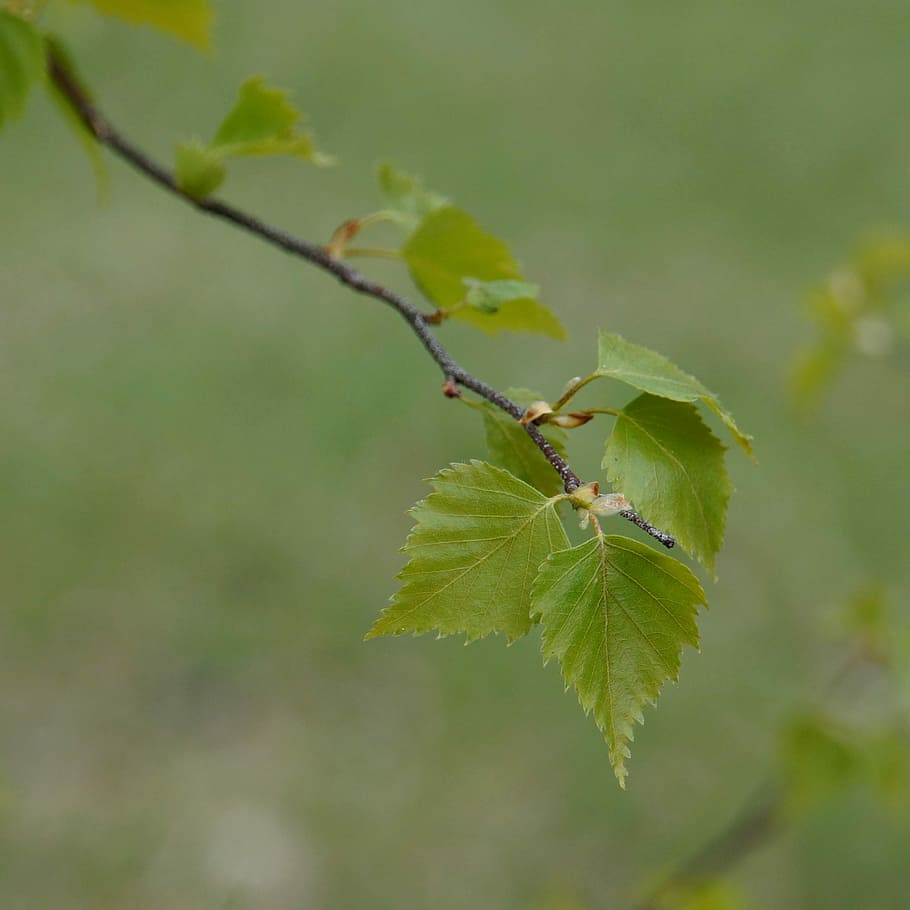 Birch, Deciduous Tree, Leaf, birch leaf, spring, betula, green color HD wallpaper