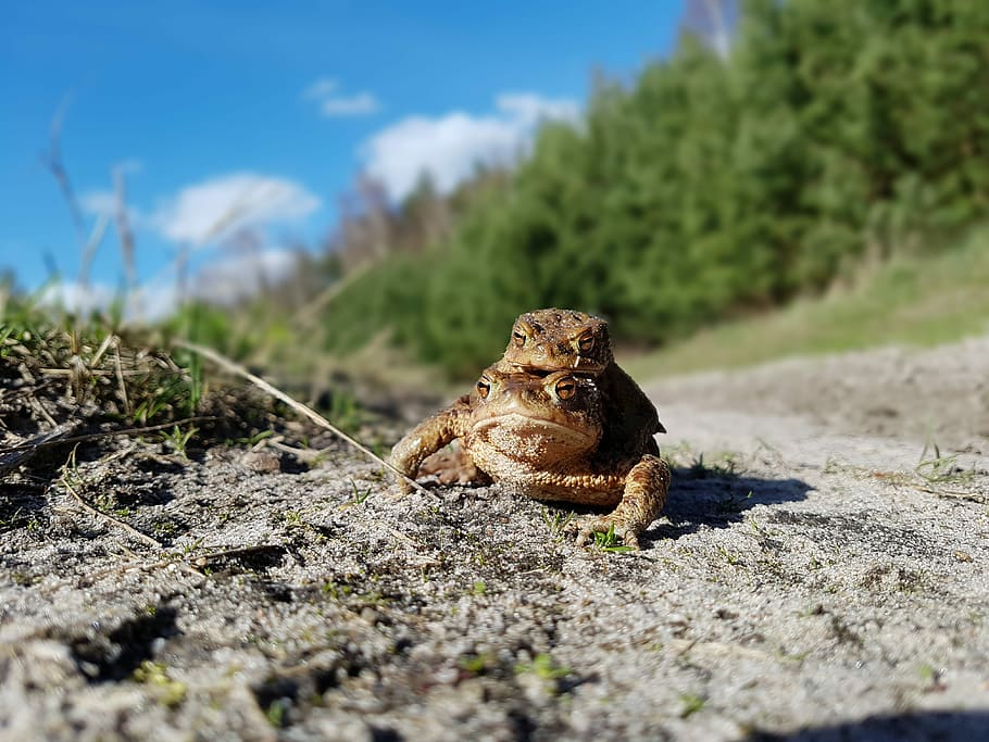 Frog, Toad, the frog, frogs, a toad, one animal, animal themes HD wallpaper