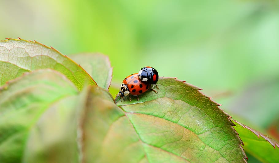 Harlequin, Copulation, Mating, Ladybird, harmonia axyridis HD wallpaper
