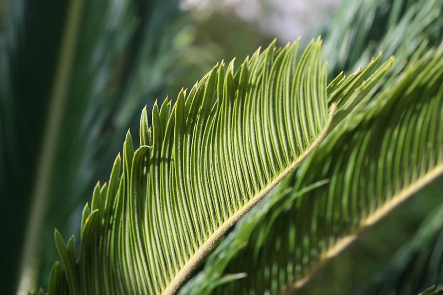 Green, Palm, Sheet, Palms, Background, palm leaf, frond, green color HD wallpaper
