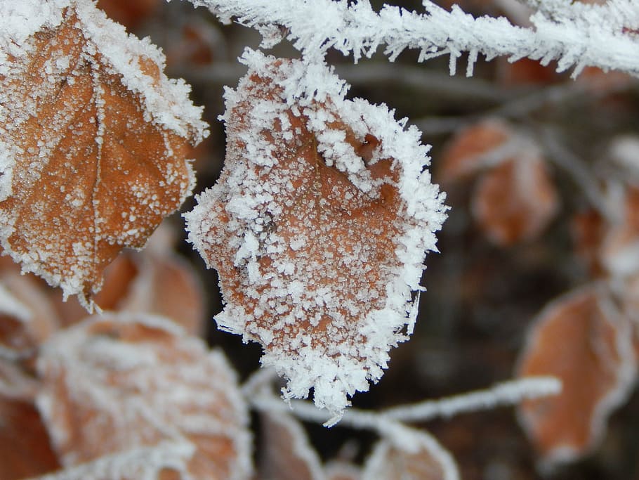frozen, ice, winter, iced, leaf, cold temperature, snow, frost HD wallpaper