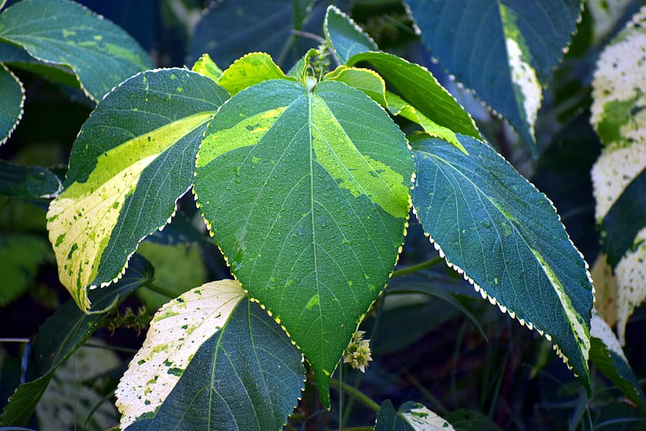 big leaf, broad-leaved linden, infested, green, morning dews HD wallpaper