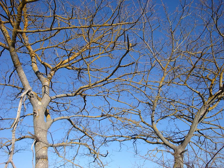 Branches, Tree, Nature, Sky, trees, plant, tree branches, autumn HD wallpaper