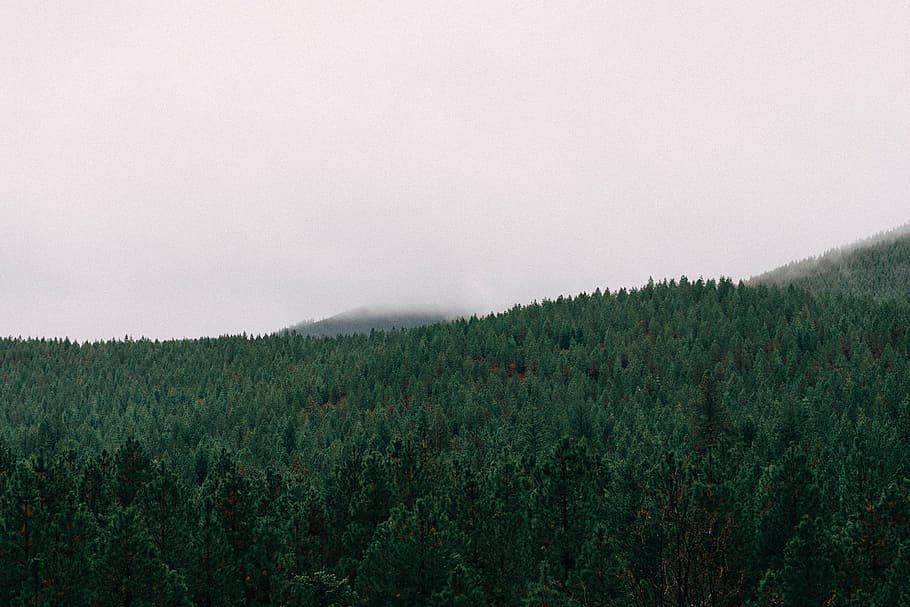 green trees, bird, eye, view, forest, covered, fog, woods, landscape HD wallpaper