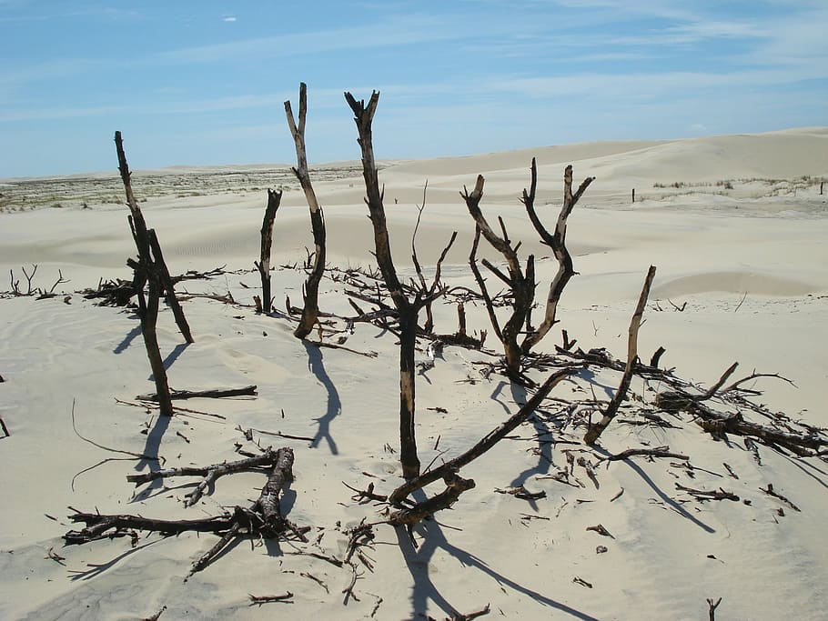 desert, twigs, sand, sky, branch, old tree, land, tranquility HD wallpaper