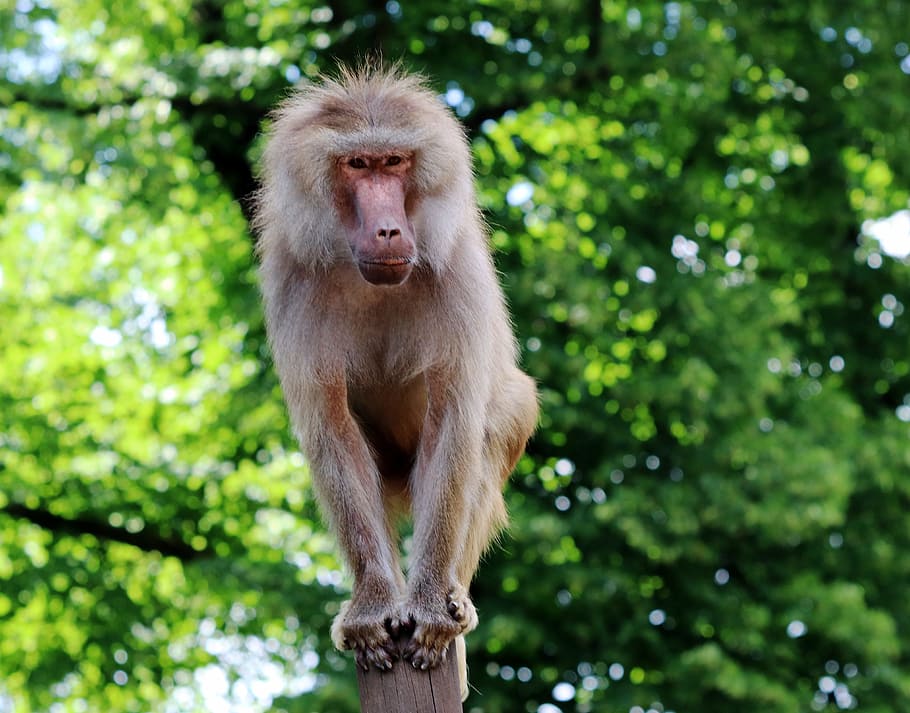 Monkey, Baboon, Zoo, Animal, Tiergarten, nature, primate, mammal HD wallpaper