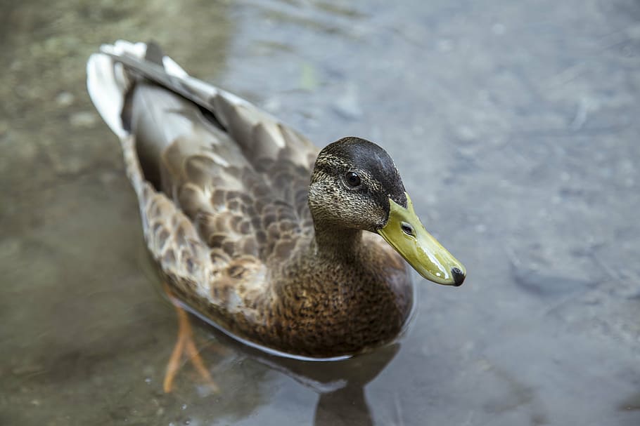 HD wallpaper: animal, bird, duck, pond, water, animal themes