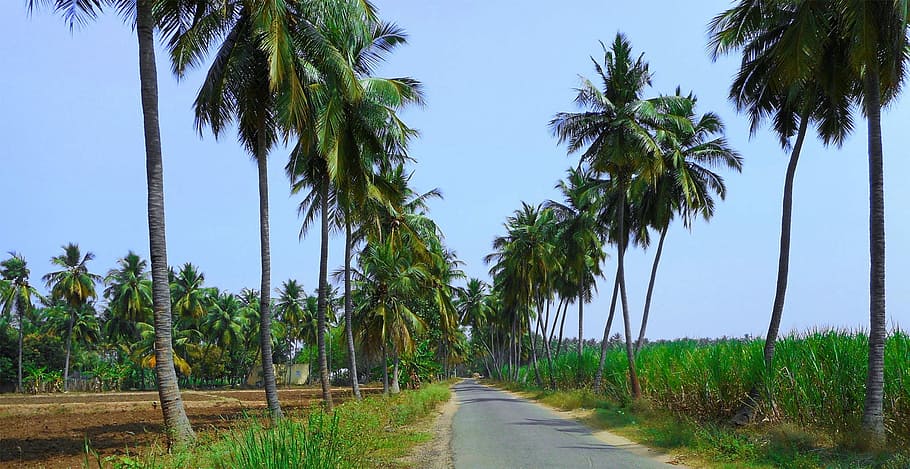 Nature, Landscape, Coconut, Tree, palm tree, agriculture, growth HD wallpaper